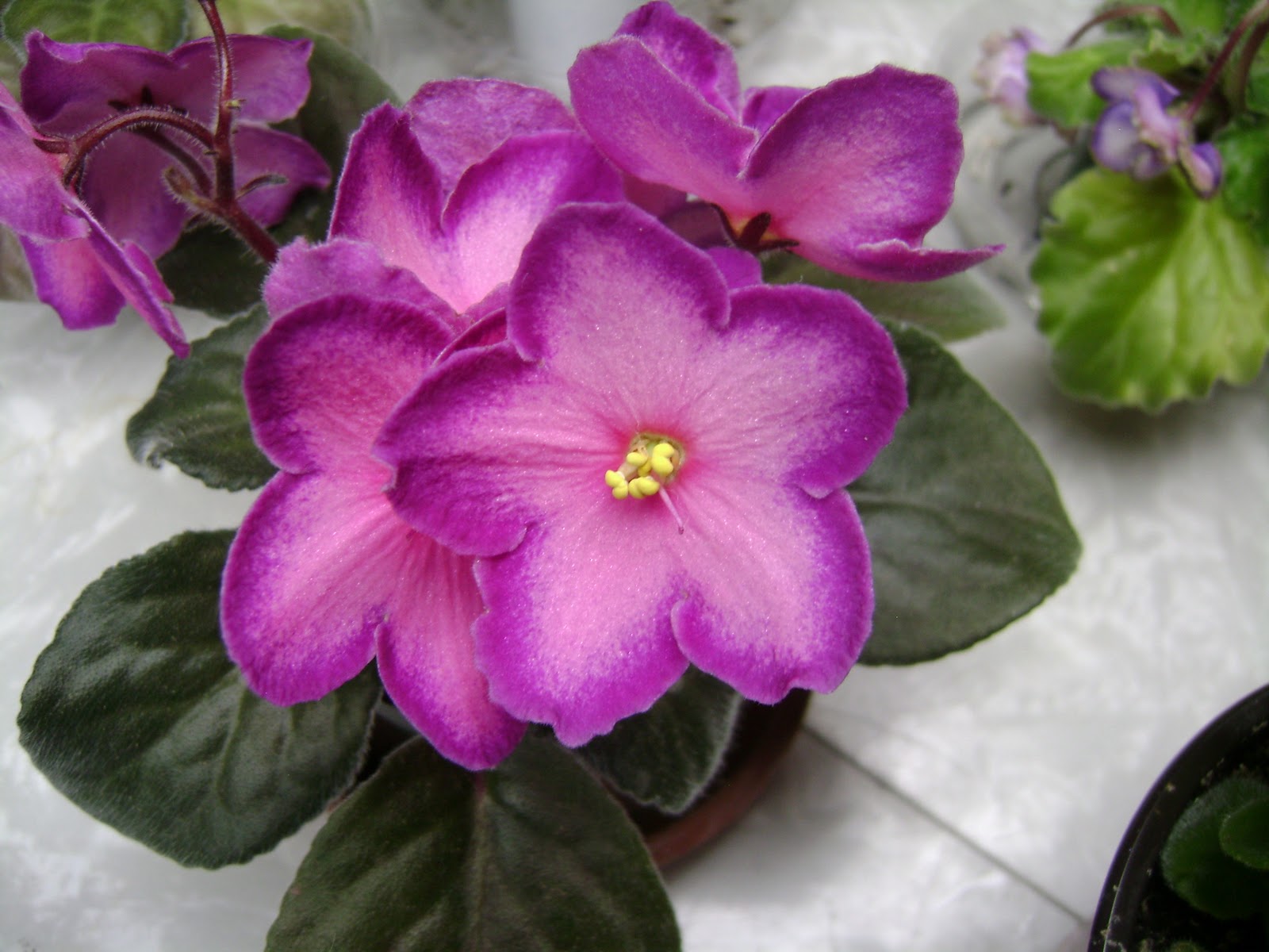 Houseplant Guru African Violets
