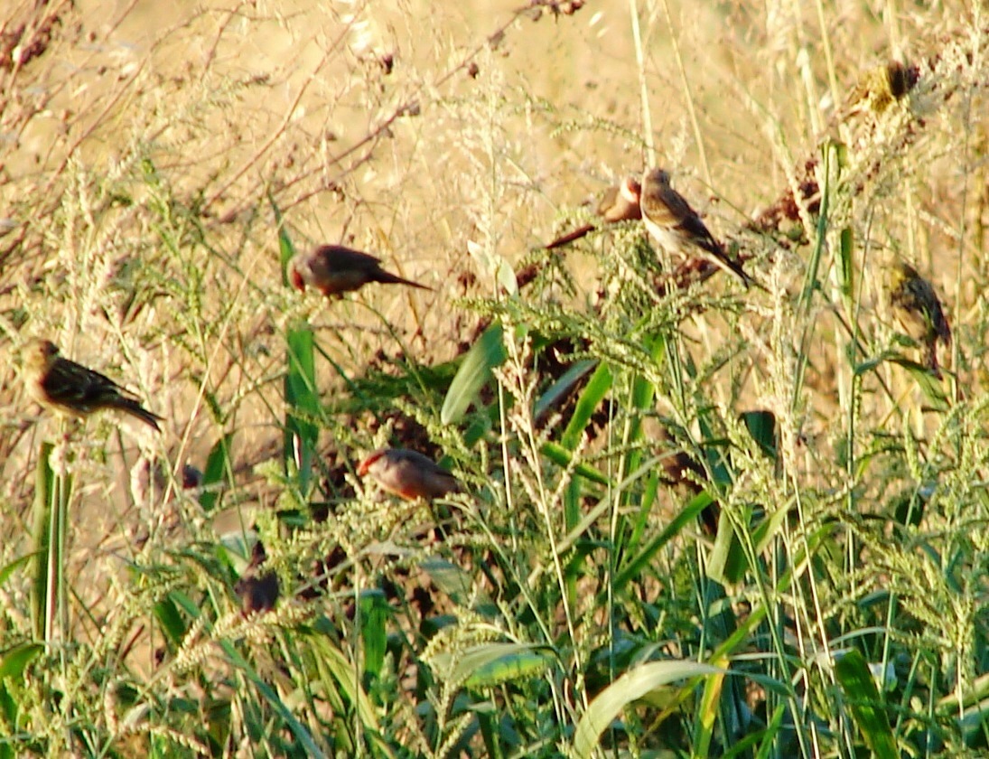 BREATHTAKING The Southern Red Muntjac