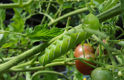 hornworm.jpg hornworm.jpg