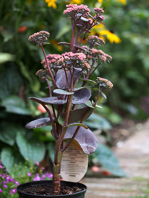 chaos and gardening in the backyard sedum sunsparkler blue pearl
