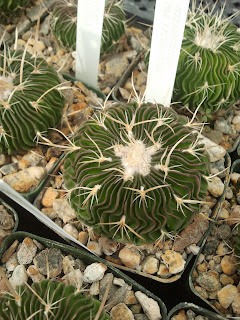 Xeriscape Ninjas: Grigsby Cactus Gardens review