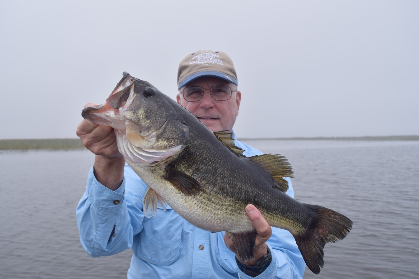 Healthy Okeechobee Bass, Biting on wild shiners! Lake Okeechobee Bass