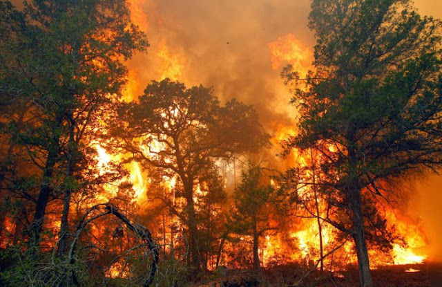 Hutan di Desa Sibuntuon Tobasa Terbakar