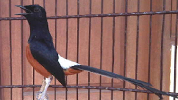 Penyebab Burung Murai Cabut Bulu