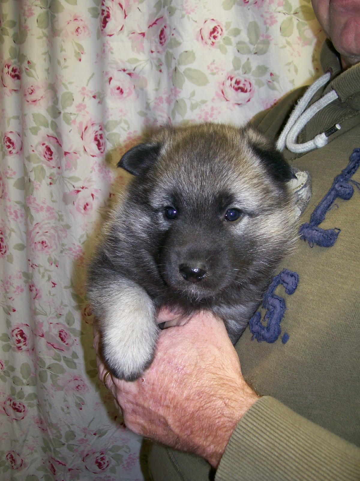 For The Love Of Norwegian Elkhounds Elkhound Puppies For Sale 4 Weeks Old