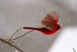 cardinal flight wings malika chishti noor