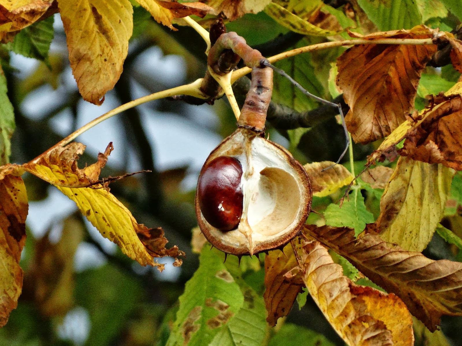 Yorkshire Pudding Conker