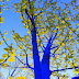 "Blue Tree Project" de Konstantin Dimopoulos