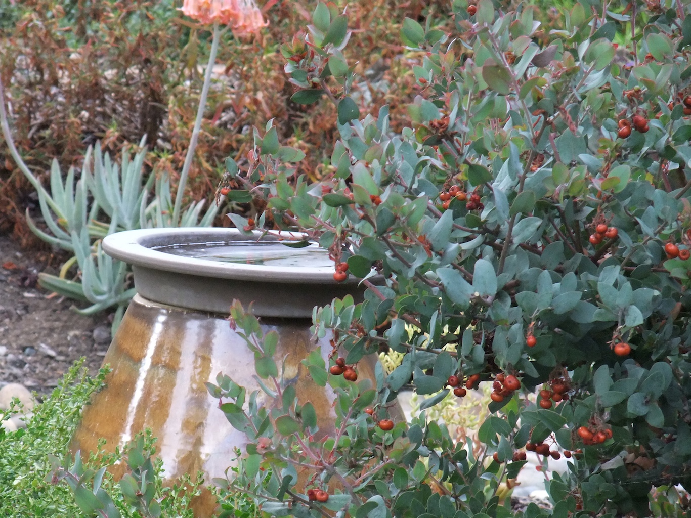 Creating a Habitat Garden