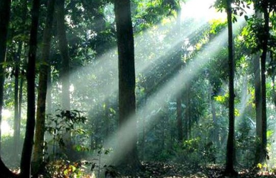 Persebaran Flora Indonesia Geomedia Persebaran Flora Indonesia Geomedia