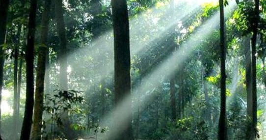 Persebaran Flora Indonesia Geomedia Persebaran Flora Indonesia Geomedia