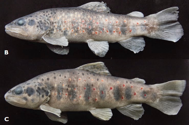 http://sciencythoughts.blogspot.co.uk/2014/12/a-new-species-of-trout-from-southwest.html