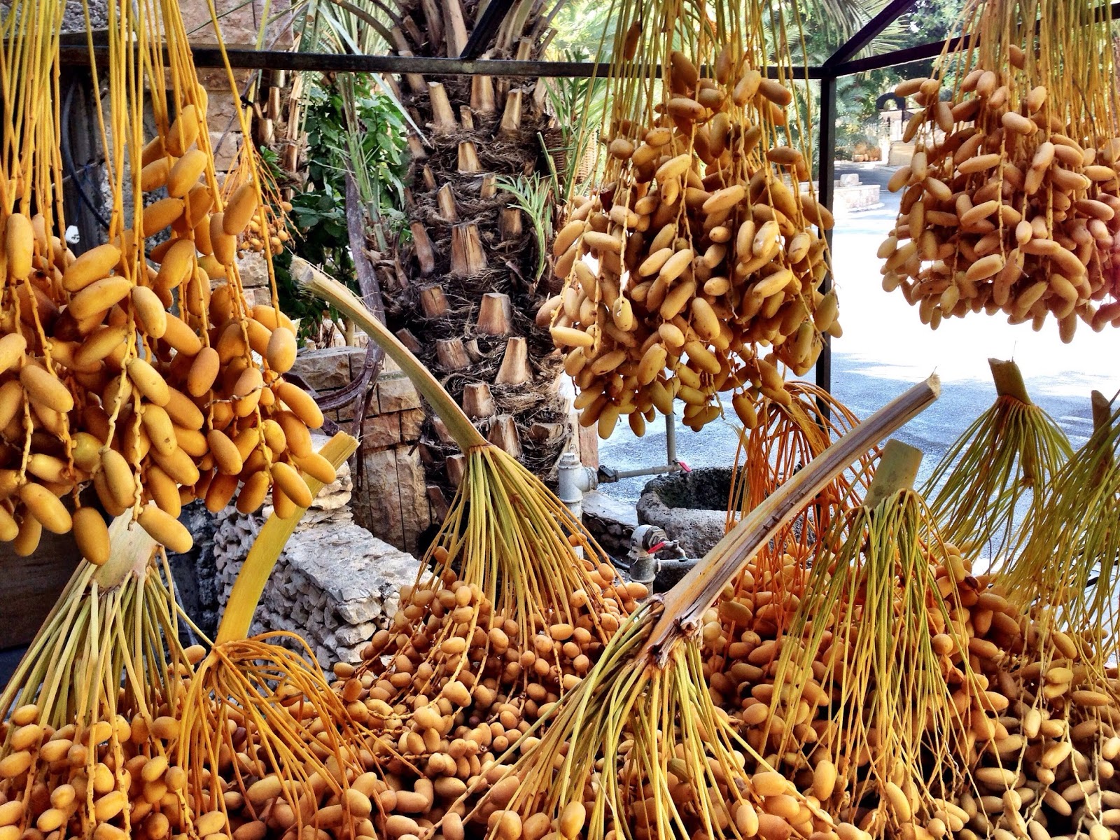 KHEJUR DATE FRUITS OF ARABIA SAUDI ARABIAN KHEJUR DATE FRUIT PHOTOS