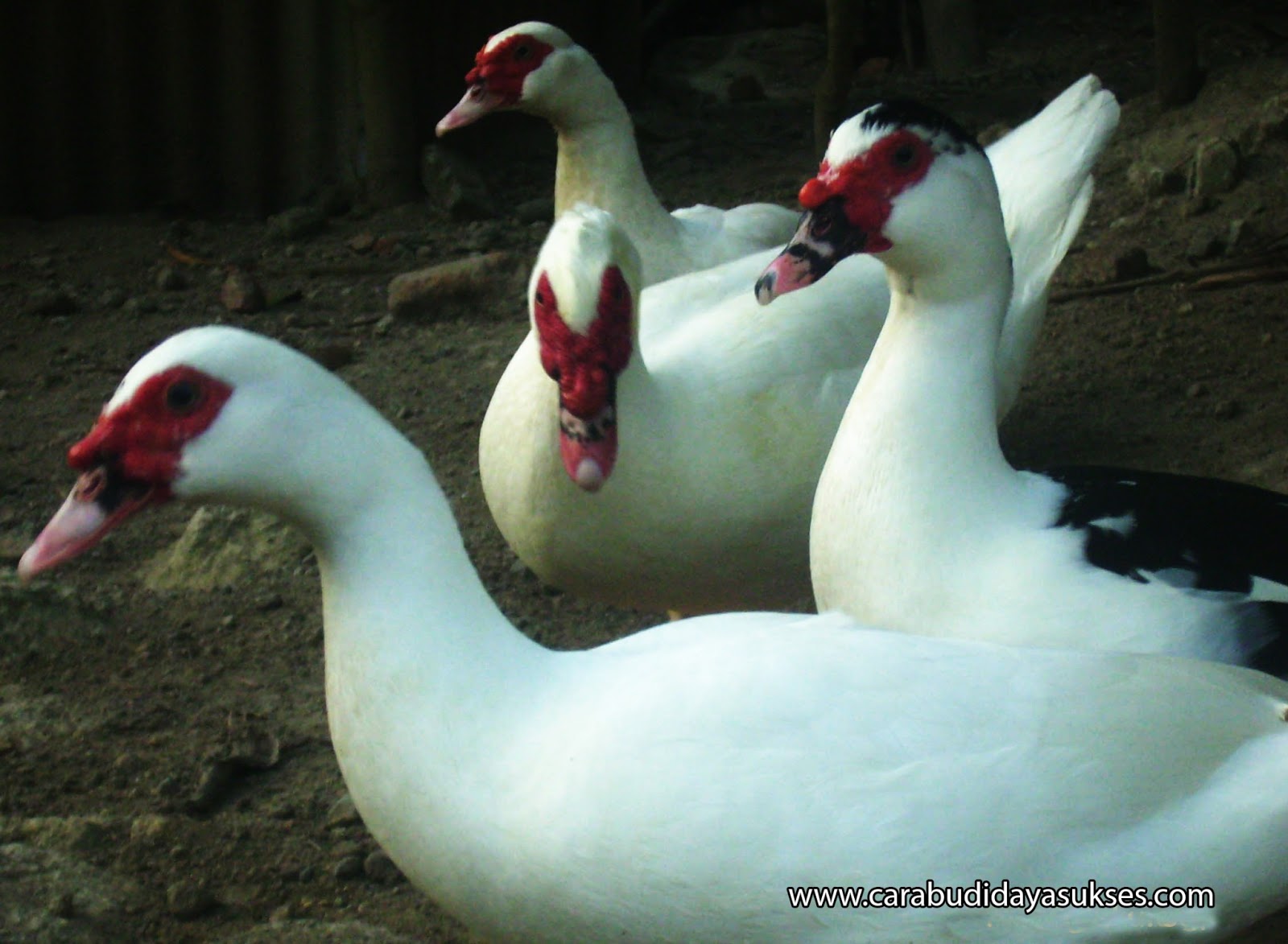 KUSWANTO BLOG Budidaya hewan ternak entog (bebek)