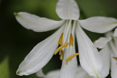 [Asparagaceae] Paradisea liliastrum – St Bruno’s Lily (Giglio di monte).
