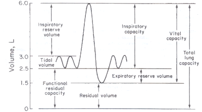 spirometry diagram reload
