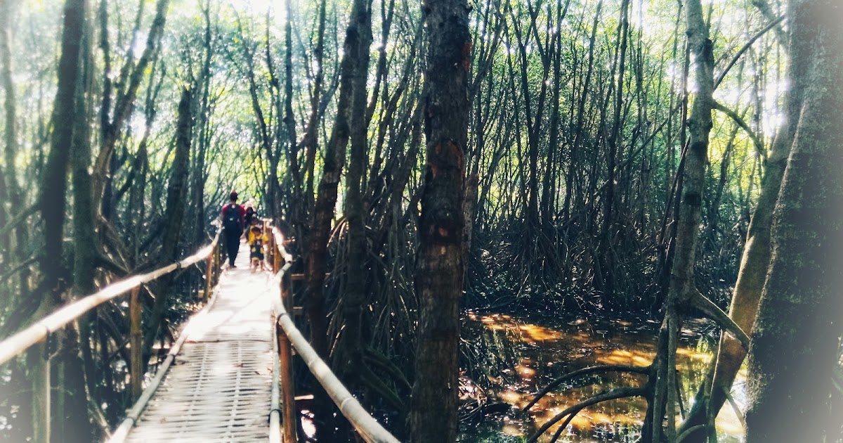 Wisata Alam Mangrove Sedari Karawang Syafroni Agustik