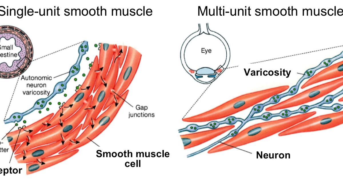 Mekanisme Kontraksi Otot Polos - Biologi Edukasi: Belajar Sains Biologi