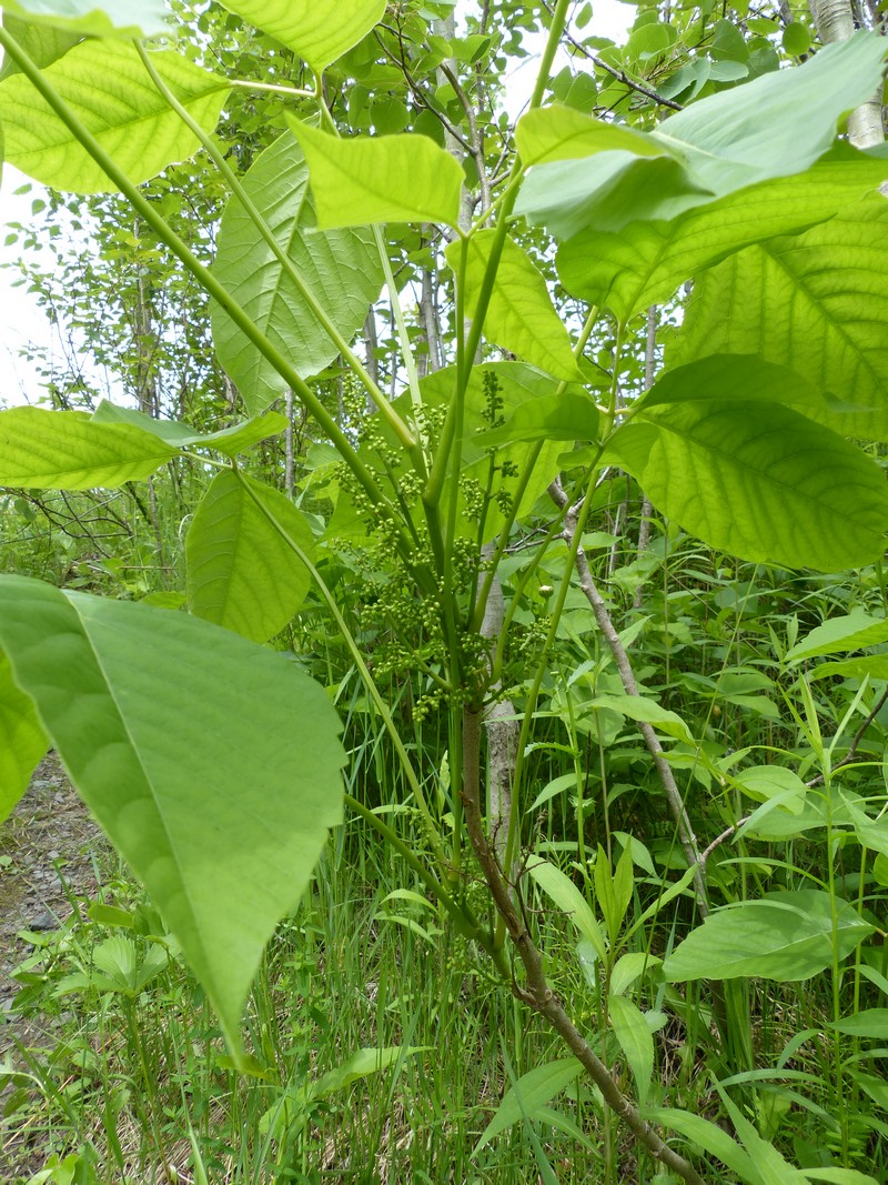 Faaxaal Photos nature gratuites et libres de droits Photo d