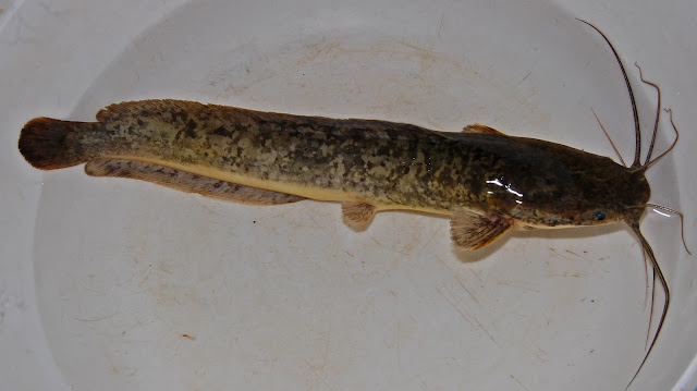 Clarias gariepinus Global Bilgiler