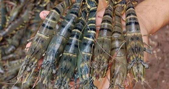 budidaya udang windu