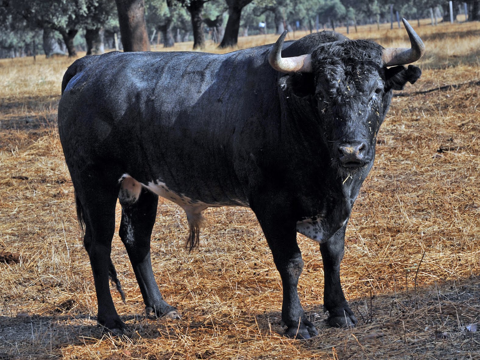 Aficionados al Toro (El Tiemblo) TOROS