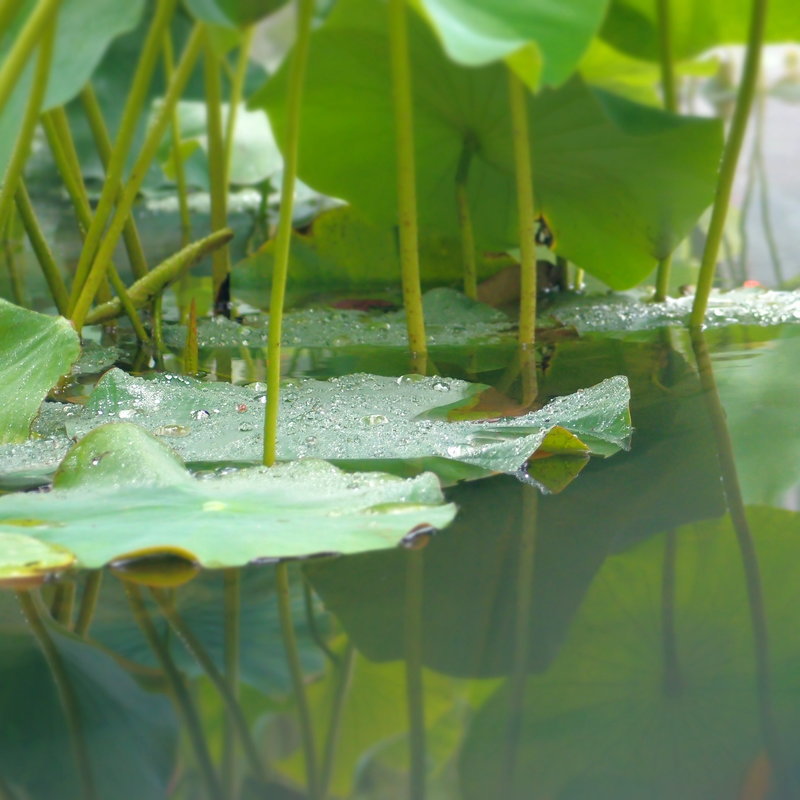 Permo flash traitement des eaux automatique фильтр. Парфюм angel schlesser les eaux. Angel schlesser tempting bergamot. Oreiller духи. Angel schlesser лого png.