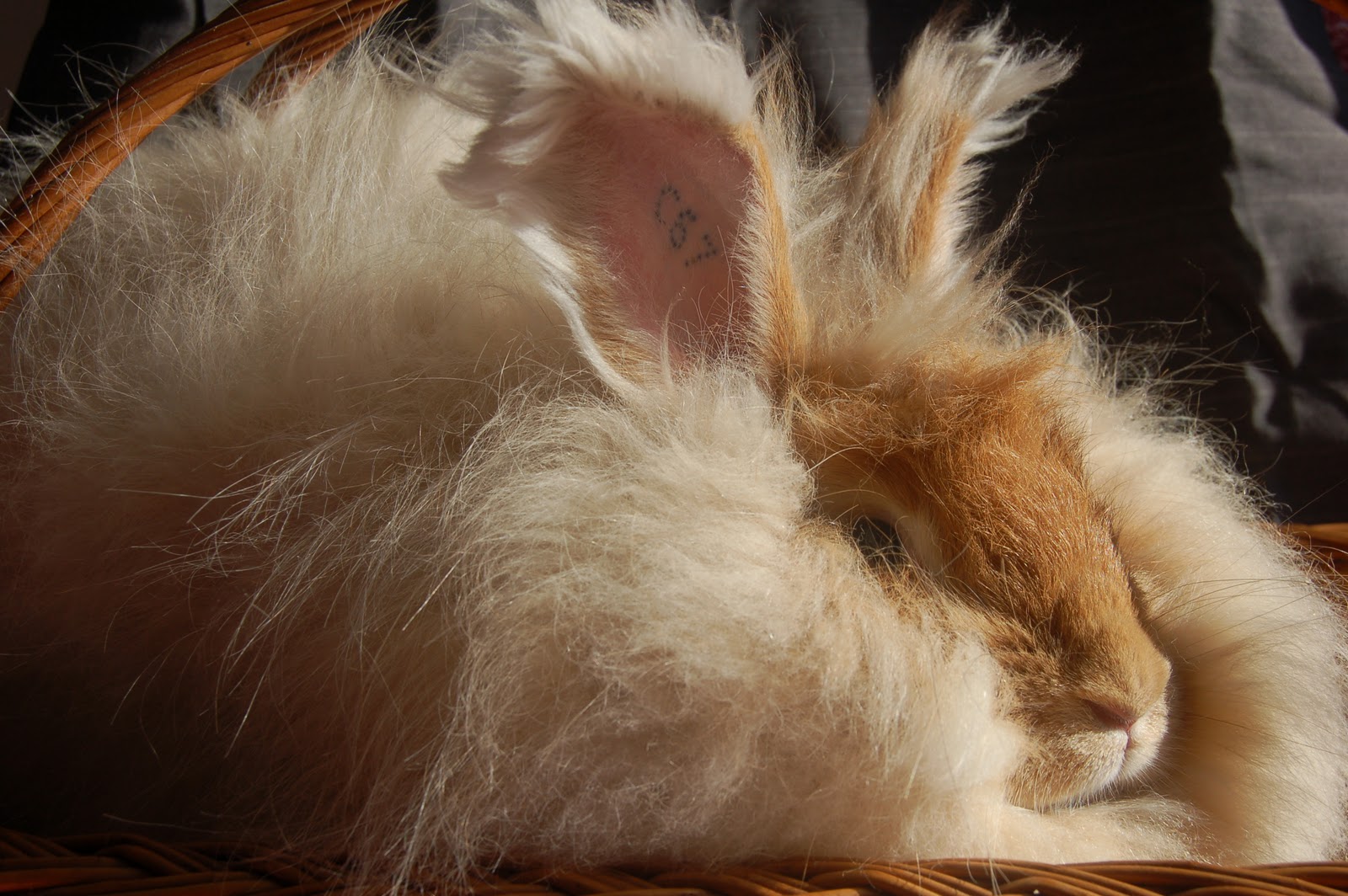 Tulipán Angóra: Angora Rabbit Breeds