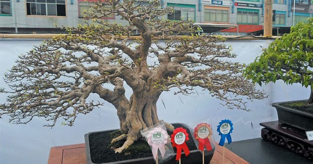 Merawat Bakalan Bonsai Anting Putri