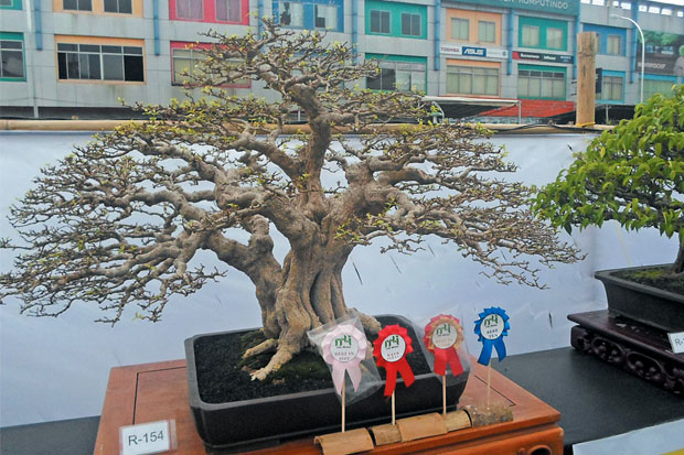 Merawat Bakalan Bonsai Anting Putri