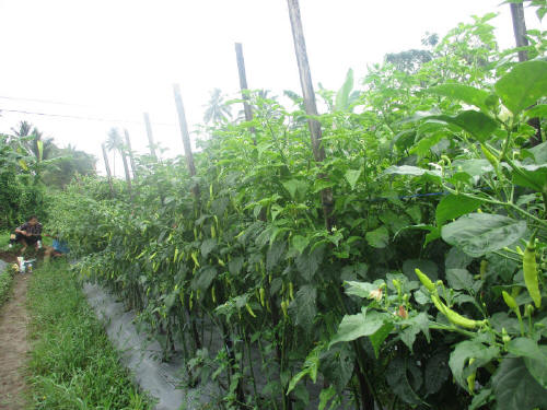 Jangan samapi tanaman yang tumbuh subur dan berbuah lebat berakhir tragis dihantam layu fusarium! Jangan samapi tanaman yang tumbuh subur dan berbuah lebat berakhir tragis dihantam layu fusarium!