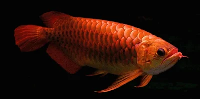 Ikan Arwana - Budidaya Ikan Arwana