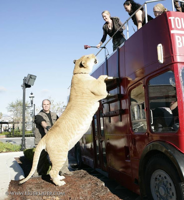 Liger, o maior felino do mundo