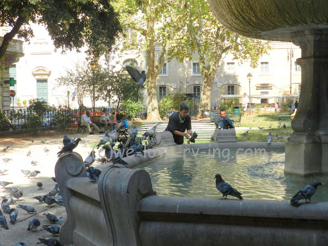 The pigeons do not object to the bath they receive