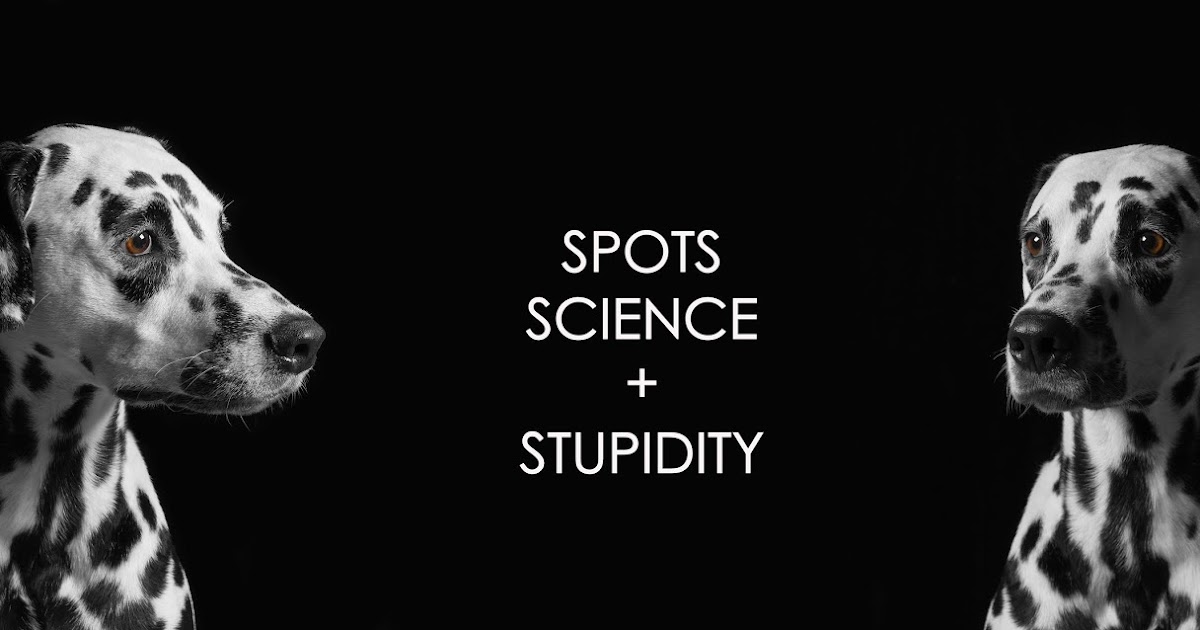 Pedigree Canine Uncovered – The Weblog: Loopy in Croatia: breed’s nation of beginning bans more healthy Dalmatians