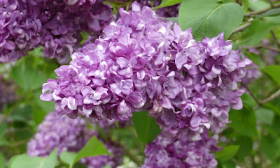 Fliederblüte Fliederblüte