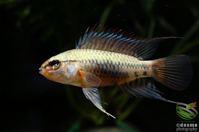 F1, Apistogramma viejita (Rio Guarrojo)