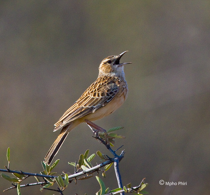Mahikeng Birding Blog Shortclawed Lark near threatened