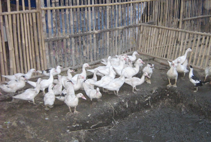 Kumpulan Cara Beternak Yang Baik Dan Benar Ternak Entok Intensif