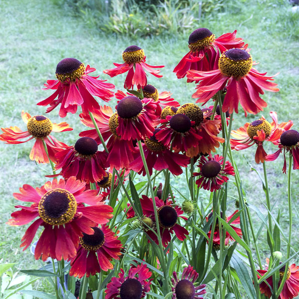 solbrud, helenium, moreheim_beauty solbrud, helenium, moreheim_beauty
