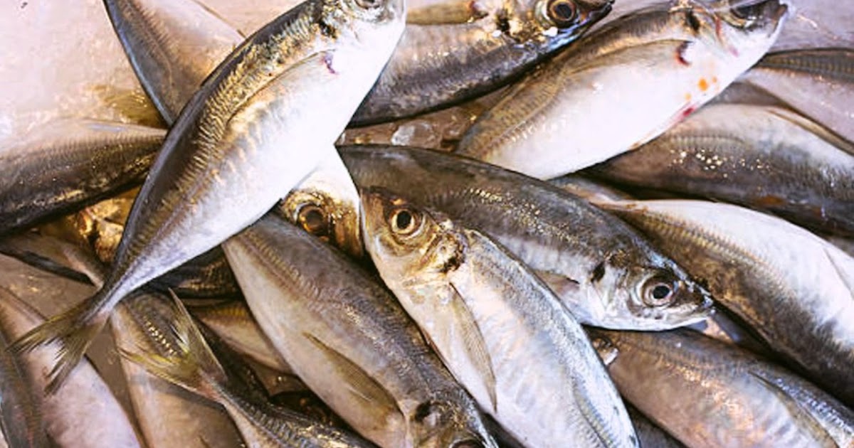 Mackerel Canned Fish, Mackerel Tomato Sauce, Mackerel Tin Fish, Price