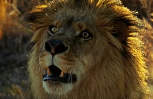 Yonomeaburro: Piloto Zoo (CBS), cuidado con estos leones asesinos
