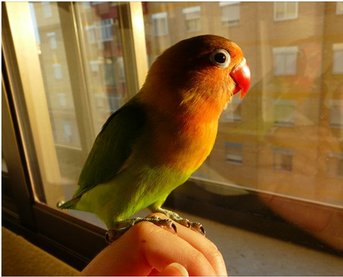 Un paseo por la zoología: Ficha/Cuidados y mantenimiento de Agaporni ...