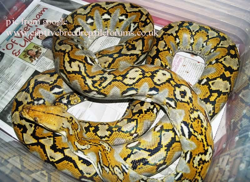 MY-PYTHONIDAE-NOTES: SEKILAS TENTANG - SINGKAT TENTANG - TENTANG - ular ...