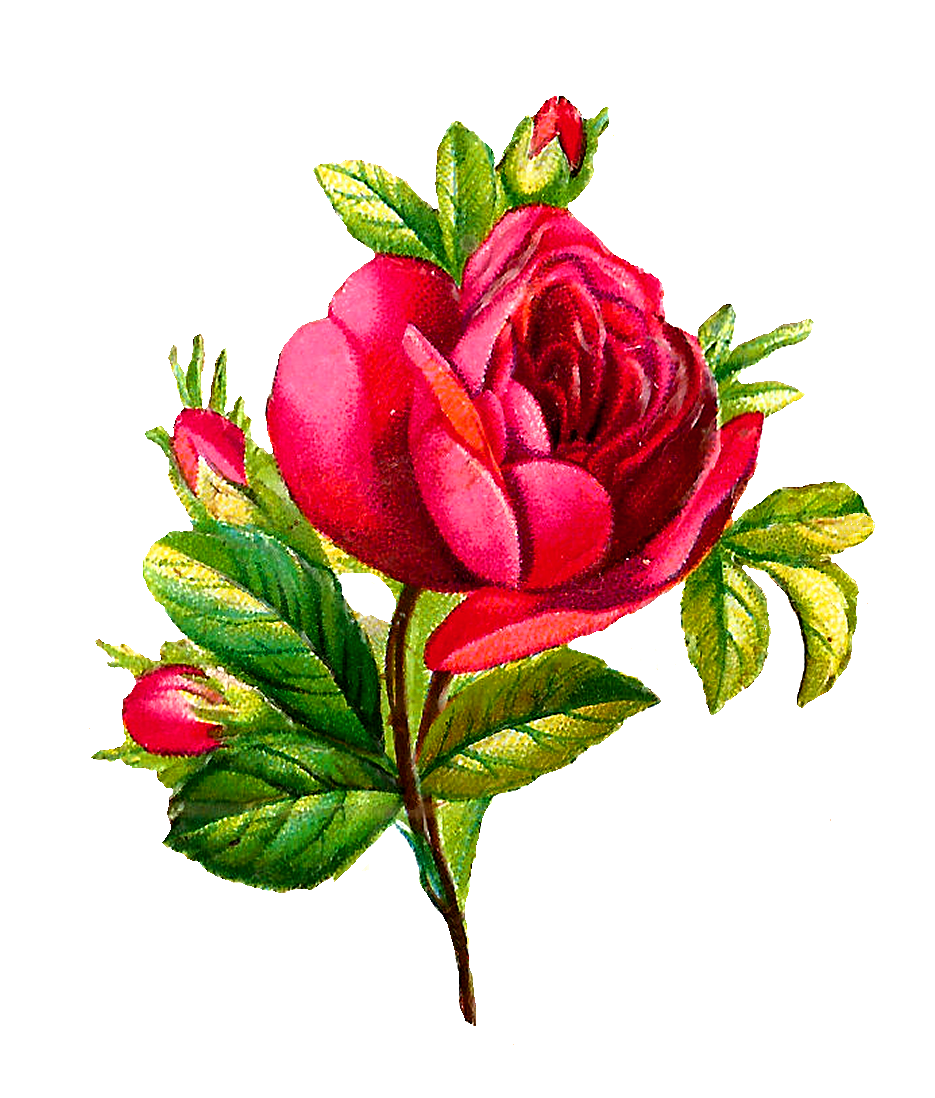 clipart rose red flower - photo #26