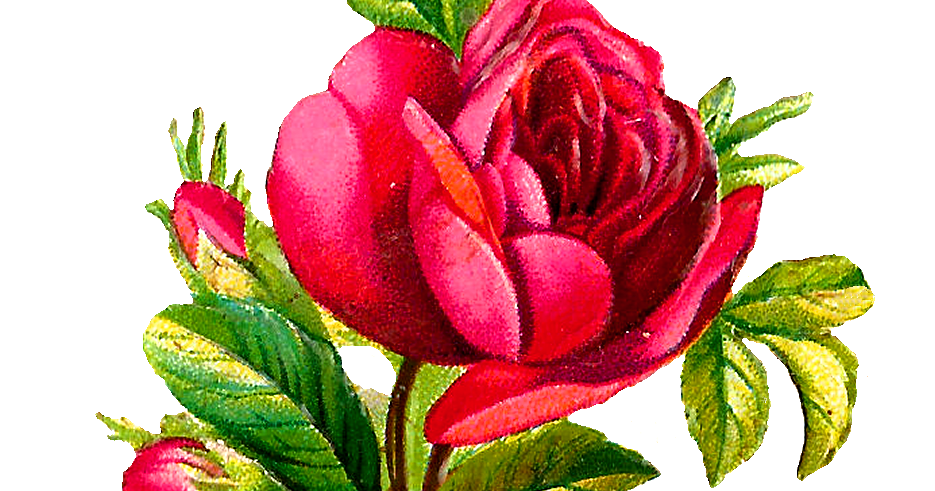 27+ Rose Flower Clipart Background - Alade