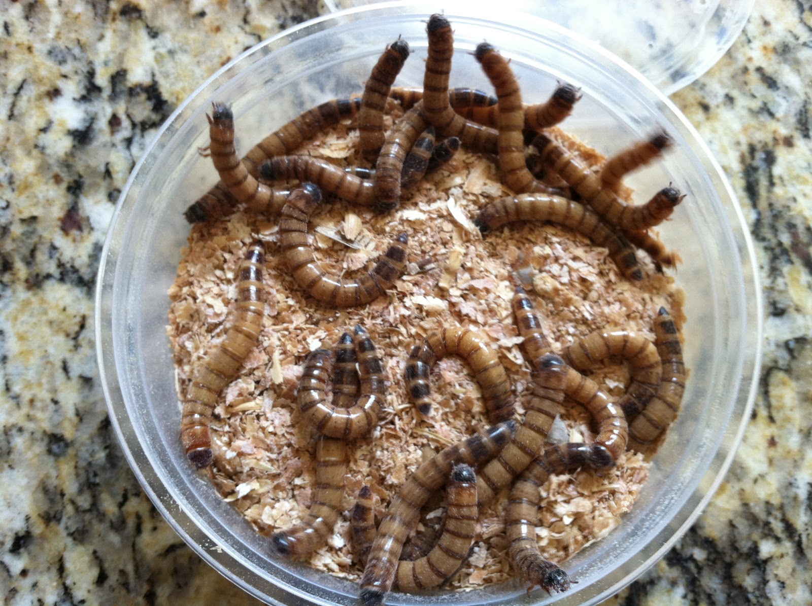 bearded-dragon-food-worms-3.jpg bearded-dragon-food-worms-3.jpg