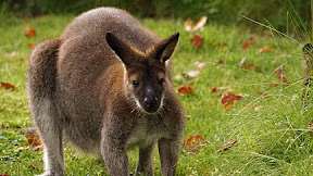 KANGGURU DAN KURA-KURA #kangguru #kurakura