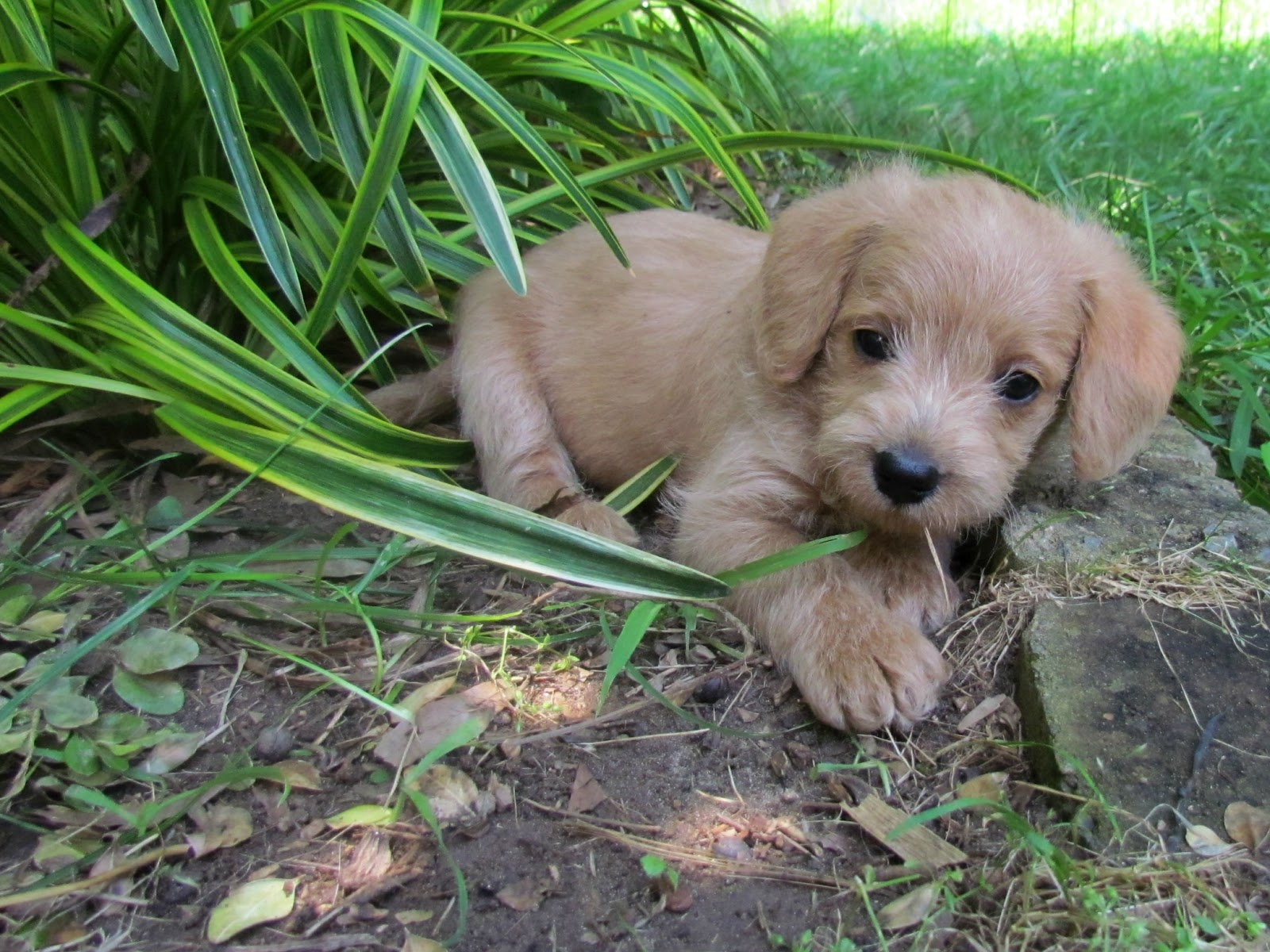 Growing Puppies - Virginia Schnoodle Breeder --Hypoallergenic Dogs