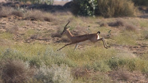 10 Best Places To Travel In Jaisalmer, India 10 Best Places To Travel In Jaisalmer, India
